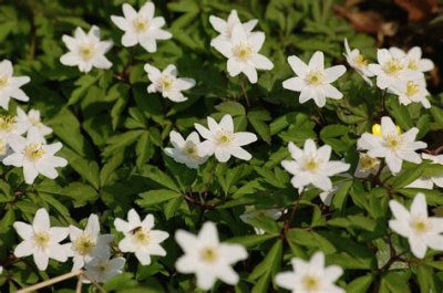 les fleurs d 'ema