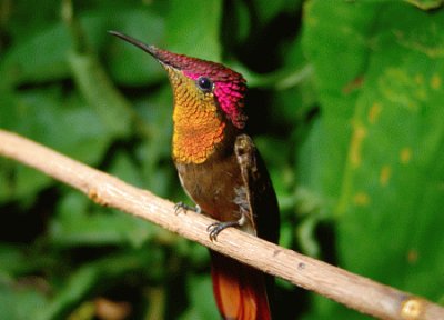 Colibri rubino-topazio