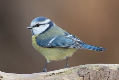 mÃ©sange bleue