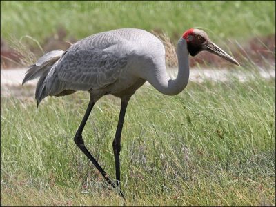 Brolga