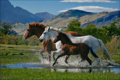 family of horses