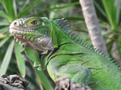 iguana