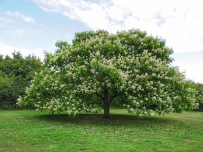 beautiful tree