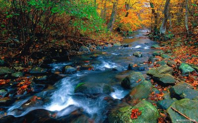 Brook in the Fall