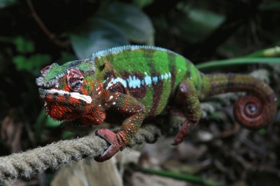 Furcifer