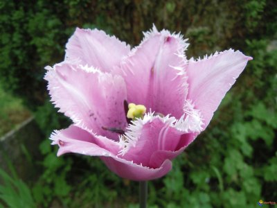 tulipe