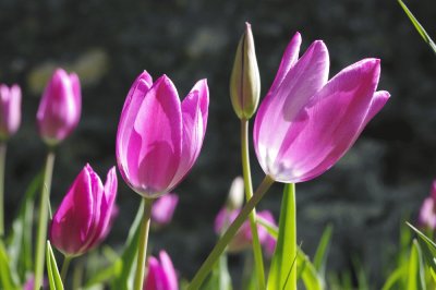 tulipes