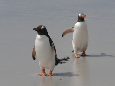 Pinguins