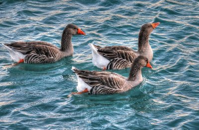 aves aquÃ¡ticas