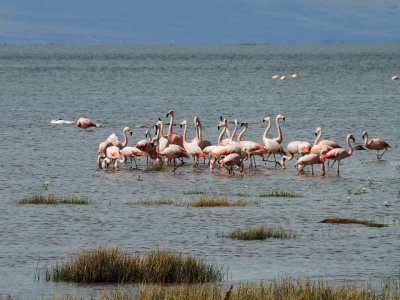 aves aquÃ¡ticas