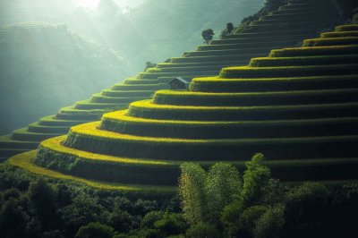 PlantaÃ§Ã£o de Arroz