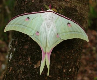 Actias selene