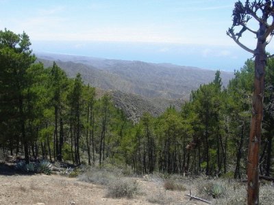 Bosque de Pino