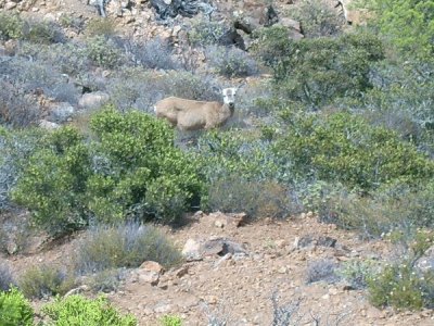 Venado