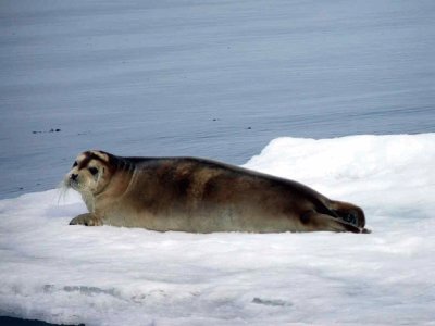 Foca barbata