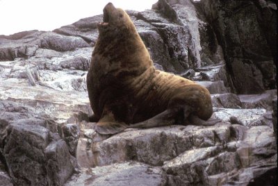 Leone marino di steller