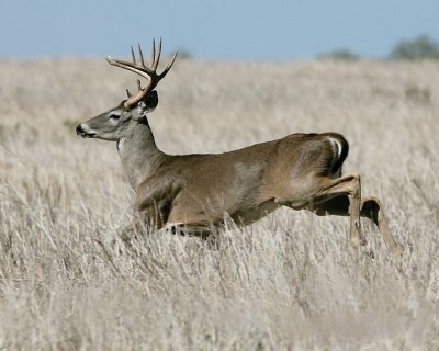 VENADO