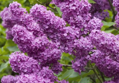 lilas