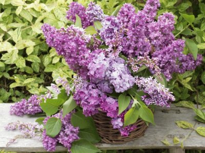 lilas