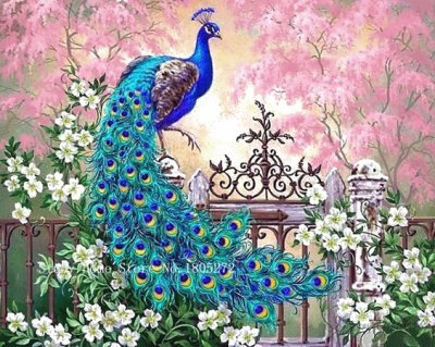 Colorful Peacock