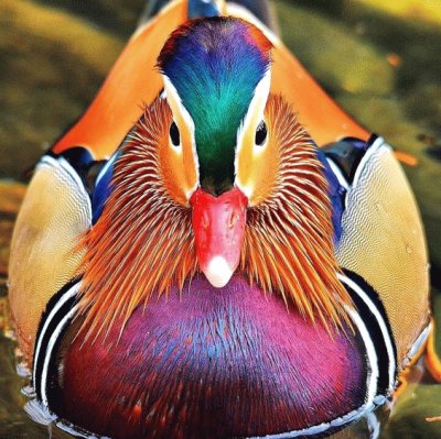 Colorful Duck