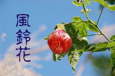 é¢¨éˆ´èŠ±å±¬