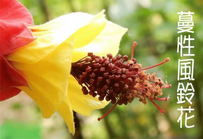 é¢¨éˆ´èŠ±å±¬