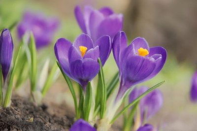 crocus