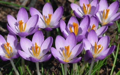 crocus