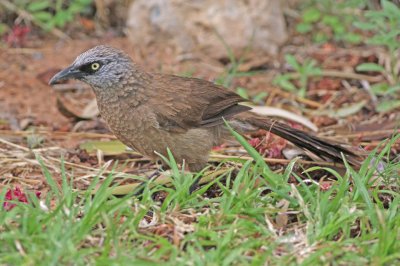 Garrulo testagrigia