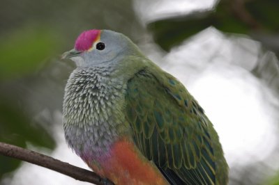 Colomba frugivora coronarosa