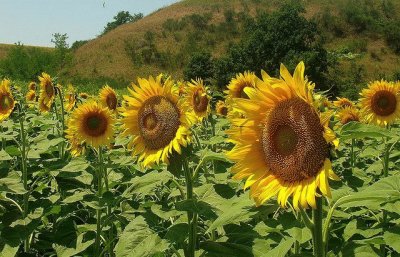 girasoli