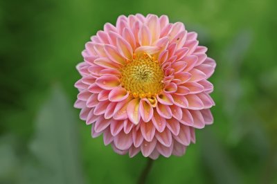 dahlia