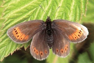 Erebia christi