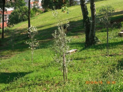 PARCO BELLONE