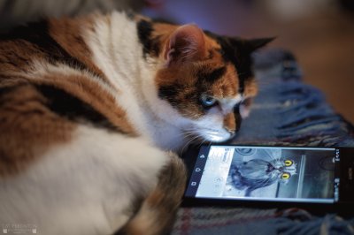 Cats face time