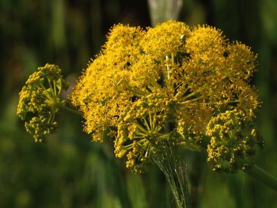 wilder Fenchel