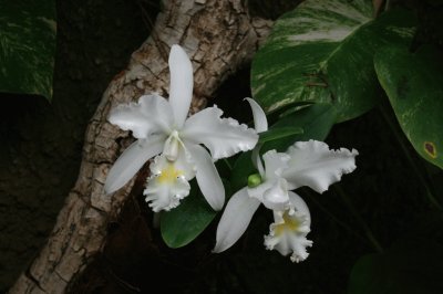 orchids