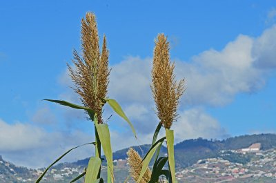 madeira