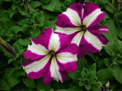 pÃ©tunia