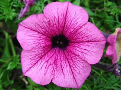 pÃ©tunia