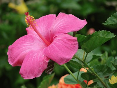 hibiscus