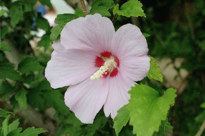 hibiscus