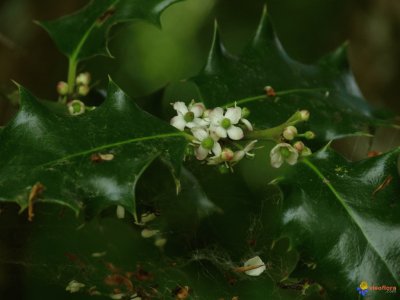 fleurs de houx