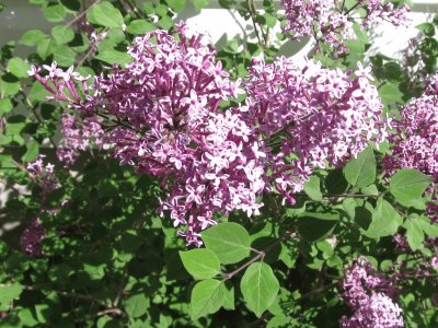 Our lilac bush in bloom