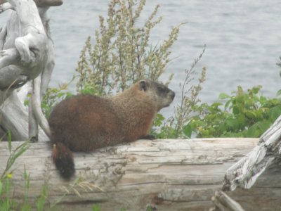 The gopher at our riverside spot