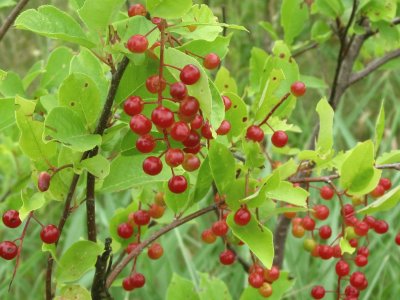 Gooseberries ready for picking