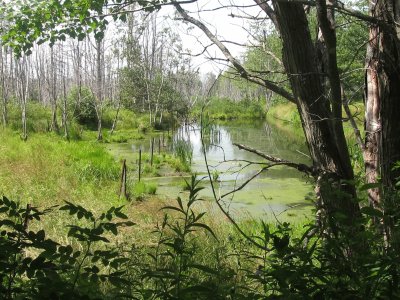 Beautiful swamp along the woods trails