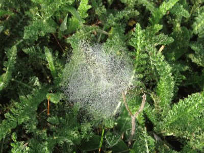 Ground spiderweb in the morning dew