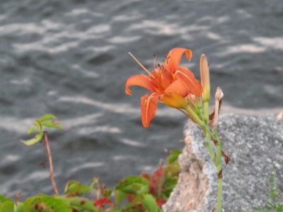 Tiger Lily in the rocks at our riverside spot